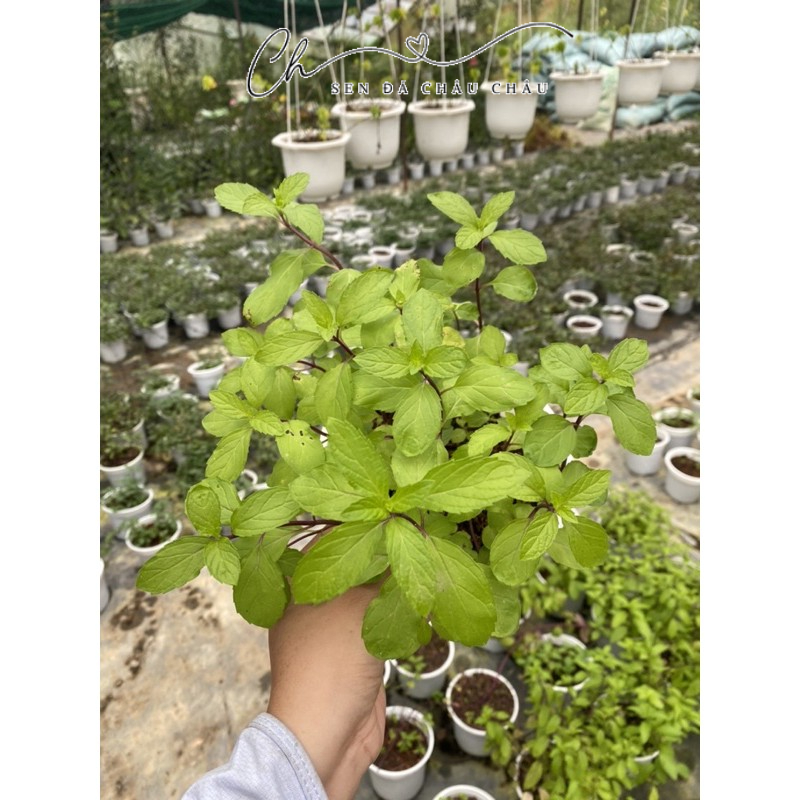 CÂY BẠC HÀ PEPPERMINT (ÂU)- Hương thơm dễ chịu.