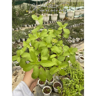 CÂY BẠC HÀ PEPPERMINT (ÂU)- Hương thơm dễ chịu.