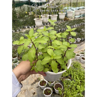 CÂY BẠC HÀ PEPPERMINT (ÂU)- Hương thơm dễ chịu.