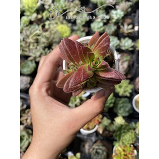 Sen đá Tứ phương đỏ lá nhám 5cm