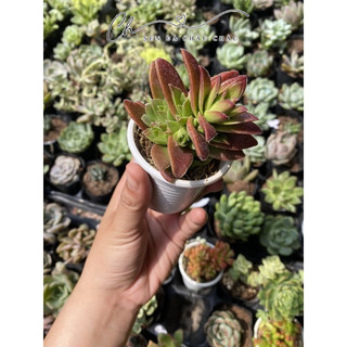 Sen đá Tứ phương đỏ lá nhám 5cm