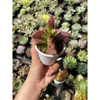 Sen đá Tứ phương đỏ lá nhám 5cm