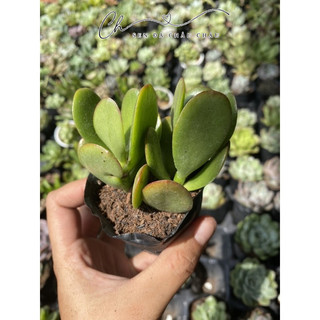 Sen Đá Thạch Bích 5cm