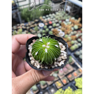 Xương rồng trúc ngọc mini--ra hoa rất đẹp