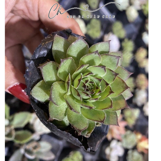SEN ĐÁ PHẬT BÀ 5CM