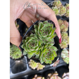 SEN ĐÁ PHẬT BÀ 5CM
