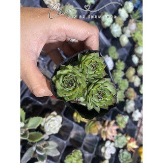 SEN ĐÁ PHẬT BÀ 5CM