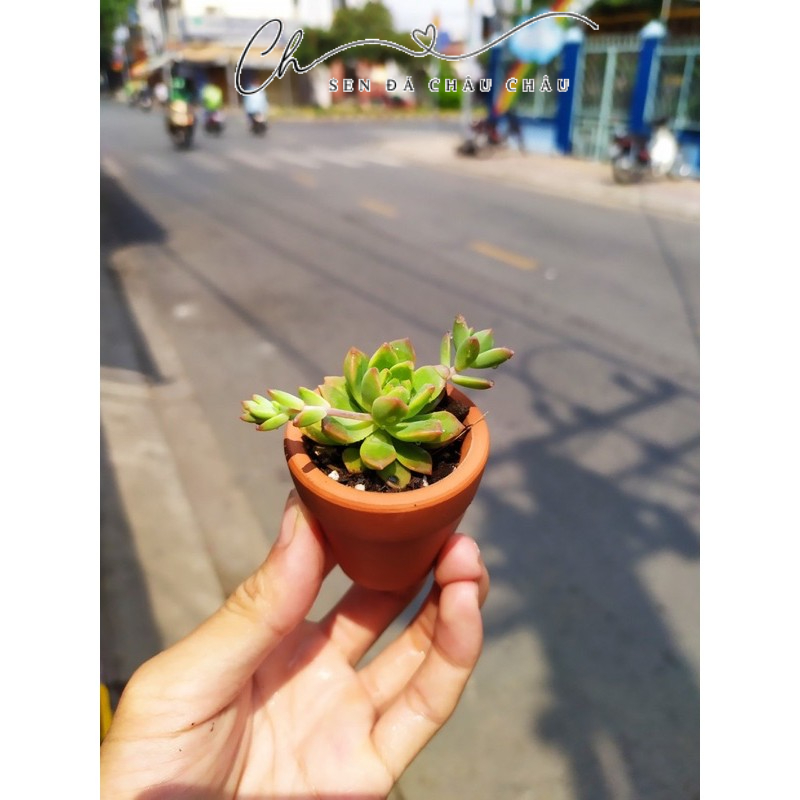 CHẬU SEN ĐÁ MINI (KÈM CHẬU NUNG & SỎI)