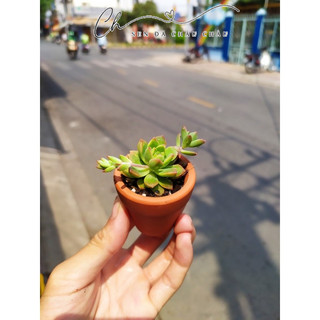 CHẬU SEN ĐÁ MINI (KÈM CHẬU NUNG & SỎI)