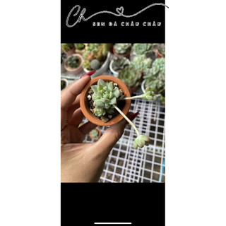 CHẬU SEN ĐÁ MINI (KÈM CHẬU NUNG & SỎI)