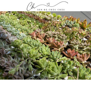 CHẬU SEN ĐÁ MINI (KÈM CHẬU NUNG & SỎI)