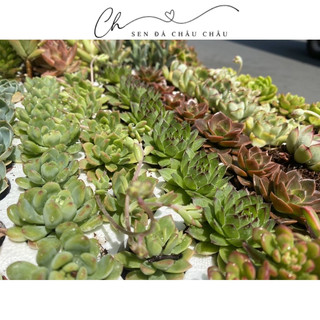 CHẬU SEN ĐÁ MINI (KÈM CHẬU NUNG & SỎI)