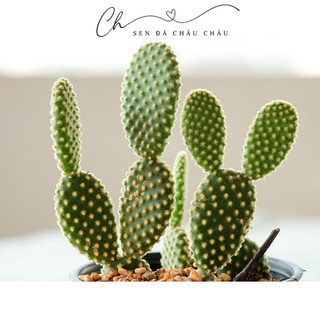 XƯƠNG RỒNG TAI THỎ - BUNNY EAR CACTUS