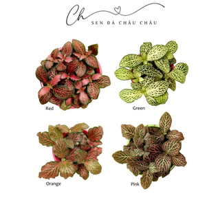 Chậu cây LÁ MAY MẮN ĐỦ MÀU - FITTONIA, LÁ CẨM NHUNG (TẶNG PHỤ KIỆN CUTE)