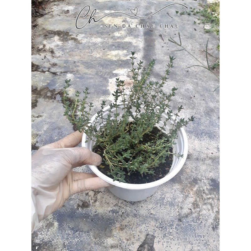 (HOẢ TỐC) Chậu cây Thyme - Xạ Hương (Cây giống)