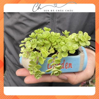 Sen đá Sedum vảy cá - Sen đá vảy rồng