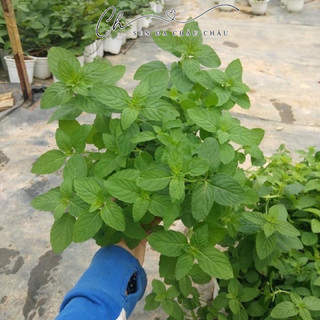 BẠC HÀ NHẬT (JAPANESE MINT) - DÙNG CHIẾT TÁCH TINH DẦU