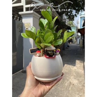 Cây kim tiền thái - tặng sỏi, cây để bàn