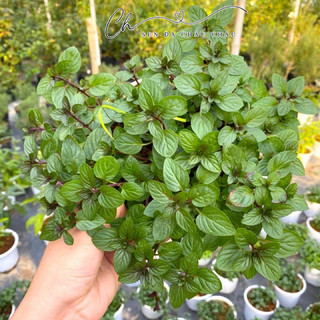 BẠC HÀ CHOCOMINT (CHOCOLATE MINT) - CHUẨN THƠM ĐÚNG MÙI
