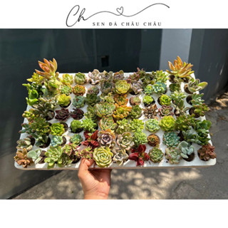 🌵 (Tặng Đất Trồng) Combo 50 Cây Sen Đá Rực Rỡ Đủ Loại Không Trùng - Giao 2H TPHCM - Sen Đá Mini