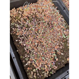 🌸 sen mông - lithops 0.5-2cm đủ màu sắc, siêu dễ trồng - sen đá mông, lithop