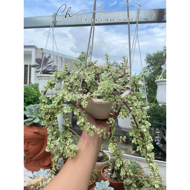 (Bigsize) Sen đá Đô la trắng dáng bonsai cổ thụ siêu đẹp