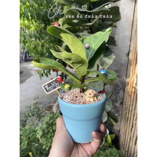 CÂY BÀNG SINGAPORE MINI (TẶNG BẢNG)