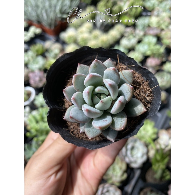Sen Đá Pha Lê Tím 5cm - Dễ trồng.