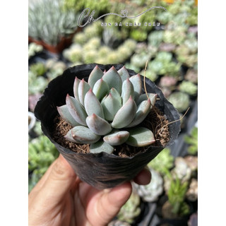 Sen Đá Pha Lê Tím 5cm - Dễ trồng.