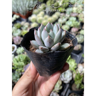 Sen Đá Pha Lê Tím 5cm - Dễ trồng.