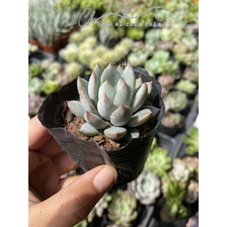 Sen Đá Pha Lê Tím 5cm - Dễ trồng.