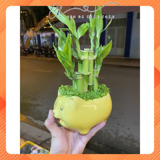 Chậu cây TRÚC PHÁT LỘC, PHÁT TÀI - TẶNG CHẬU SỨ KIỂU