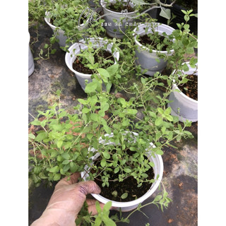 Cây Giống Sweet Marjoram - Kinh Giới Ngọt