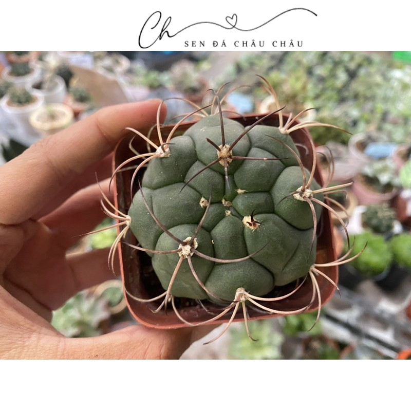 Xương rồng Cory (Tân thiên địa) 5cm