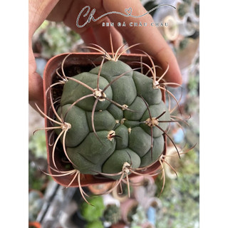 Xương rồng Cory (Tân thiên địa) 5cm