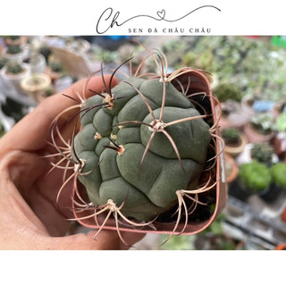 Xương rồng Cory (Tân thiên địa) 5cm