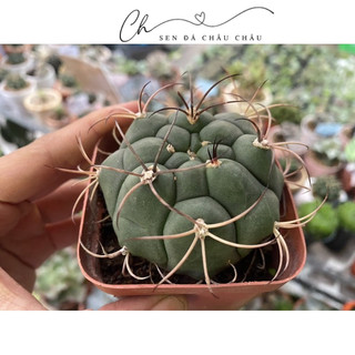 Xương rồng Cory (Tân thiên địa) 5cm