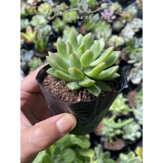 Sen Đá Mặt Trời 5cm