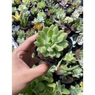 Sen Đá Mặt Trời 5cm