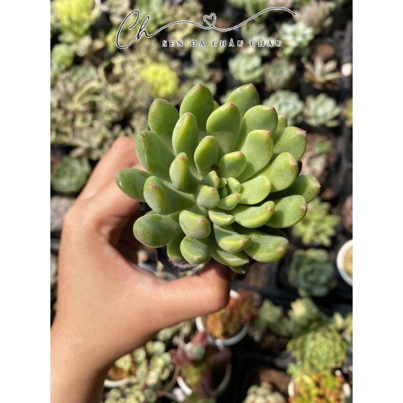 Sen đá thược dược 5cm