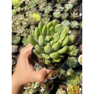 Sen đá thược dược 5cm