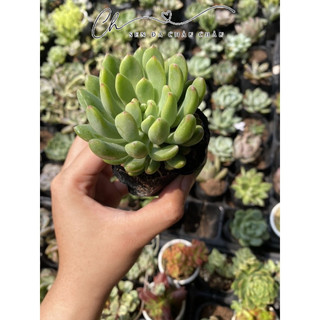 Sen đá thược dược 5cm