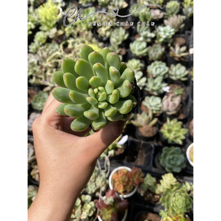 Sen đá thược dược 5cm