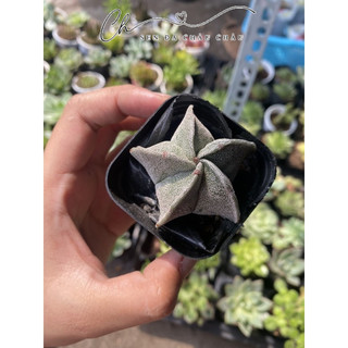 Xương Rồng Astro Mini