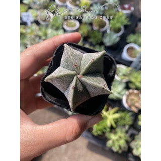 Xương Rồng Astro Mini