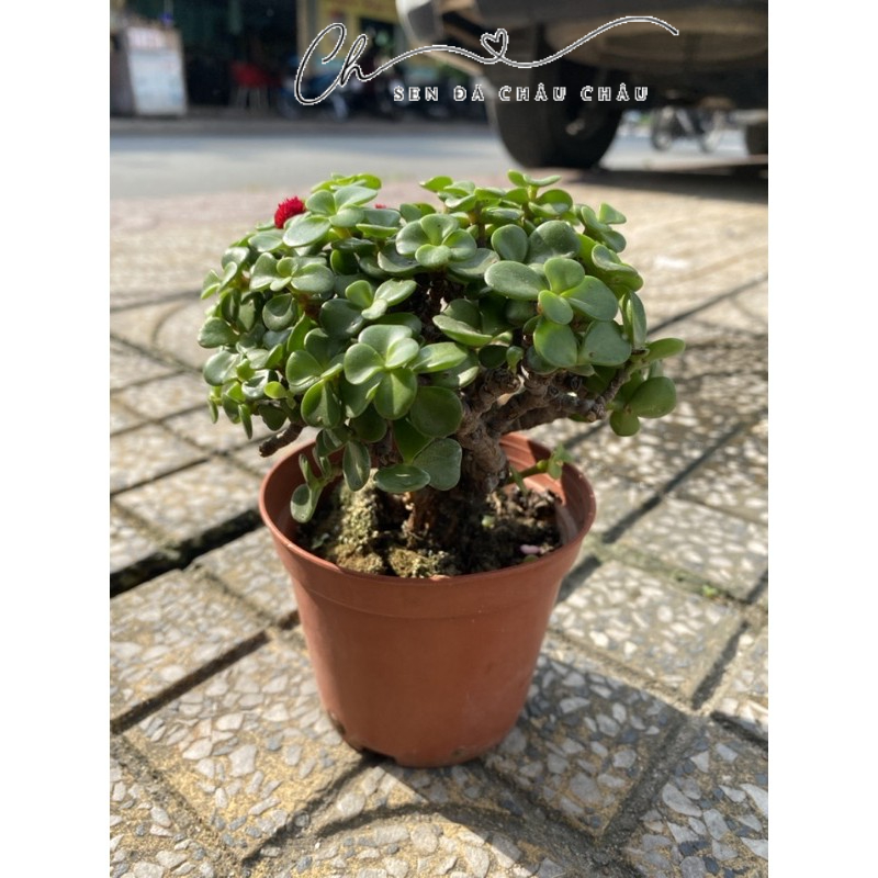 Sen Đá Đô La Xanh Cổ Thụ 10cm