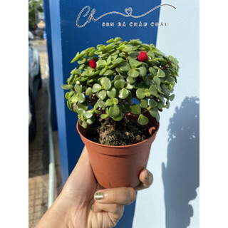 Sen Đá Đô La Xanh Cổ Thụ 10cm