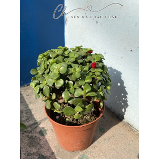Sen Đá Đô La Xanh Cổ Thụ 10cm