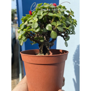 Sen Đá Đô La Xanh Cổ Thụ 10cm