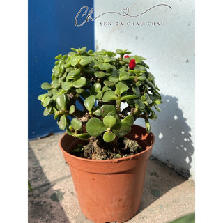 Sen Đá Đô La Xanh Cổ Thụ 10cm